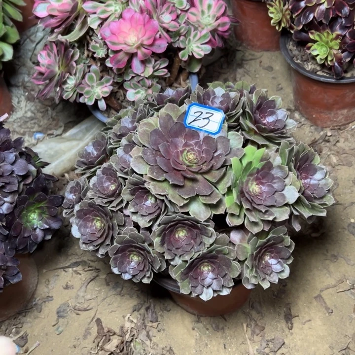 多肉植物黑魔法师23