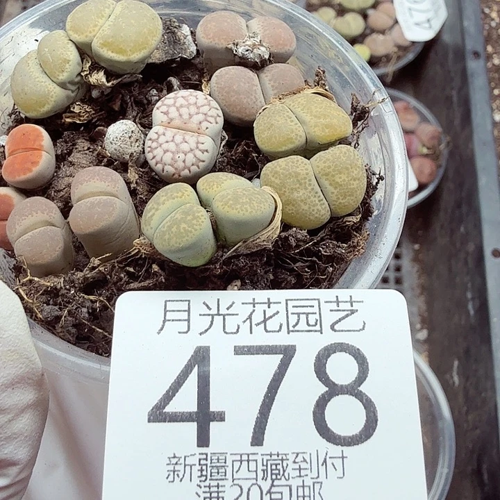 小***)我们就能成为你心里面478