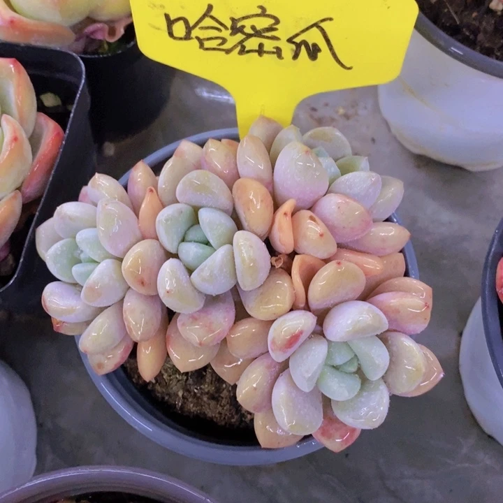 背***。多肉植物，开心多肉