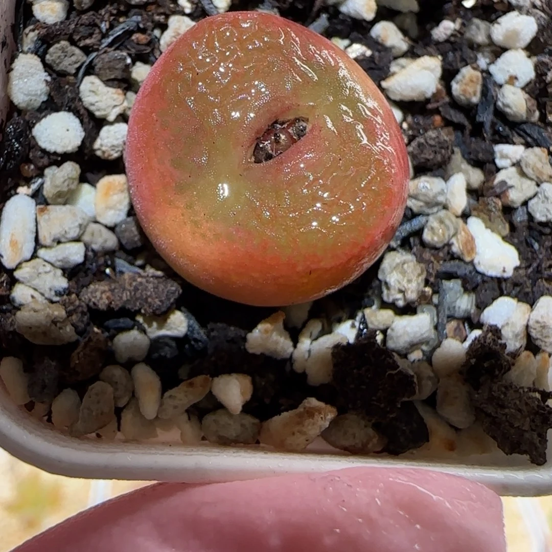 肉锥多肉植物百科-水蜜桃1773