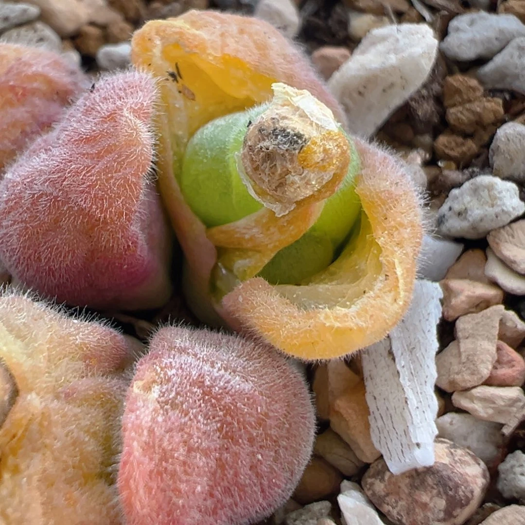 ?****?123多肉植物百科知识