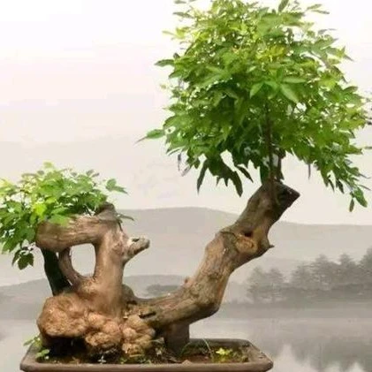 黄荆盆景，以直播间实物为主，一物一拍，