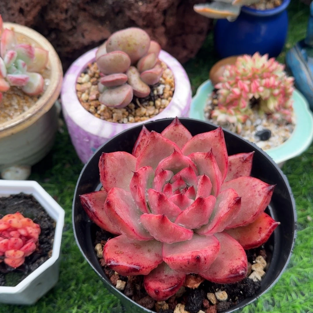 多肉植物红钻单头