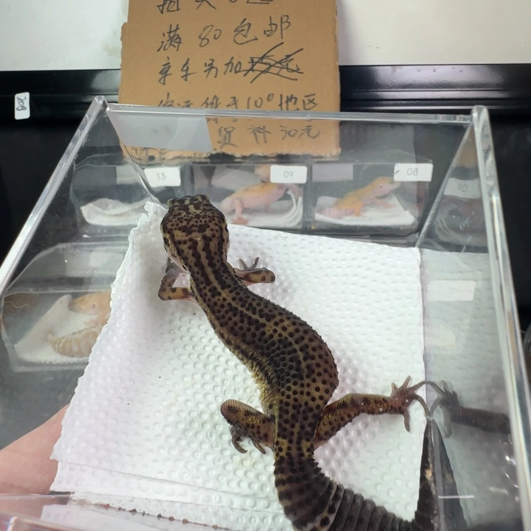 豹纹守宫黑夜妹妹