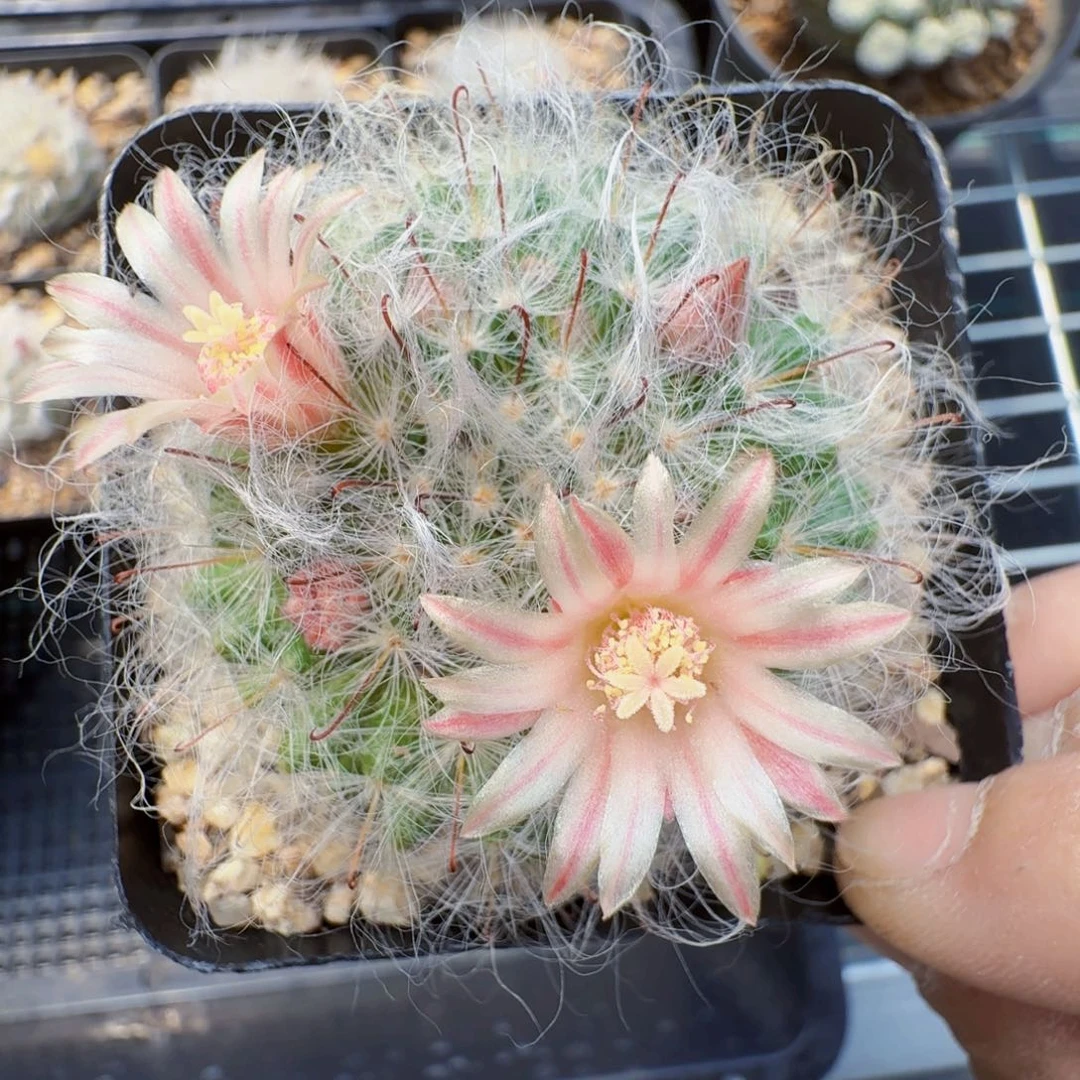 希***闹实生白云高砂晨夕花坊