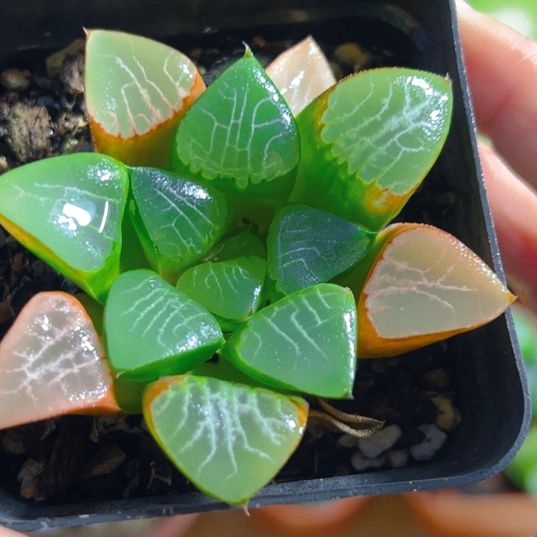 方盆花影克玉露多肉