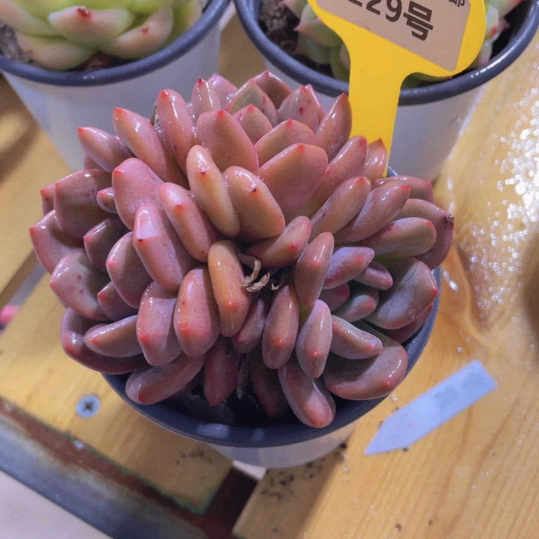 229号 丸叶凌雪多头群