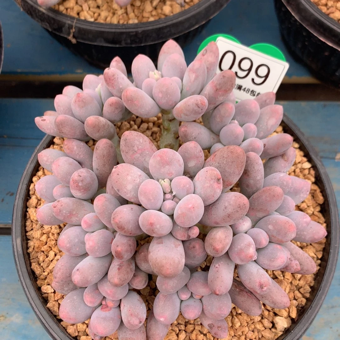 大叶汤圆捧花9捧一平头099
