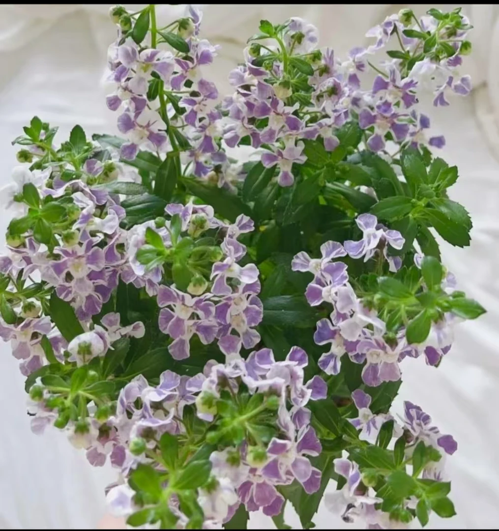 【香彩雀】多颜色耐高温室外户外阳台庭院盆栽地栽多年生带香味