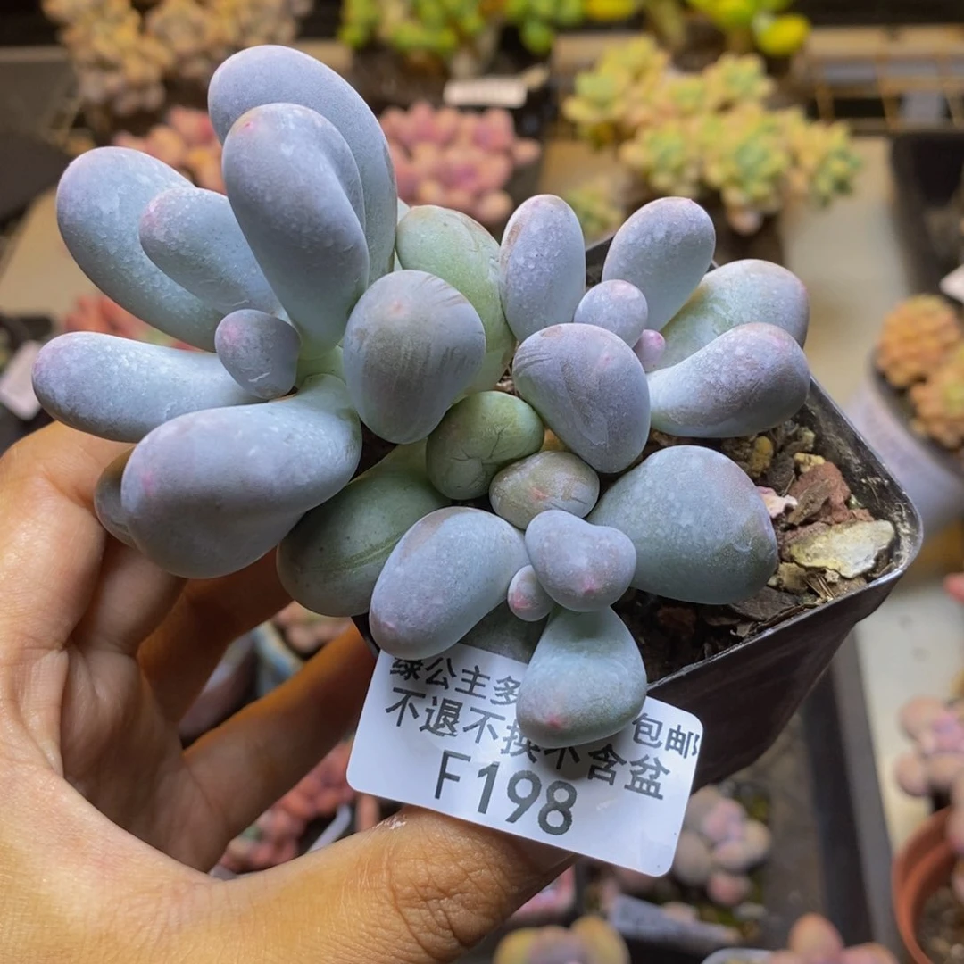 198米可奶多肉8c m
