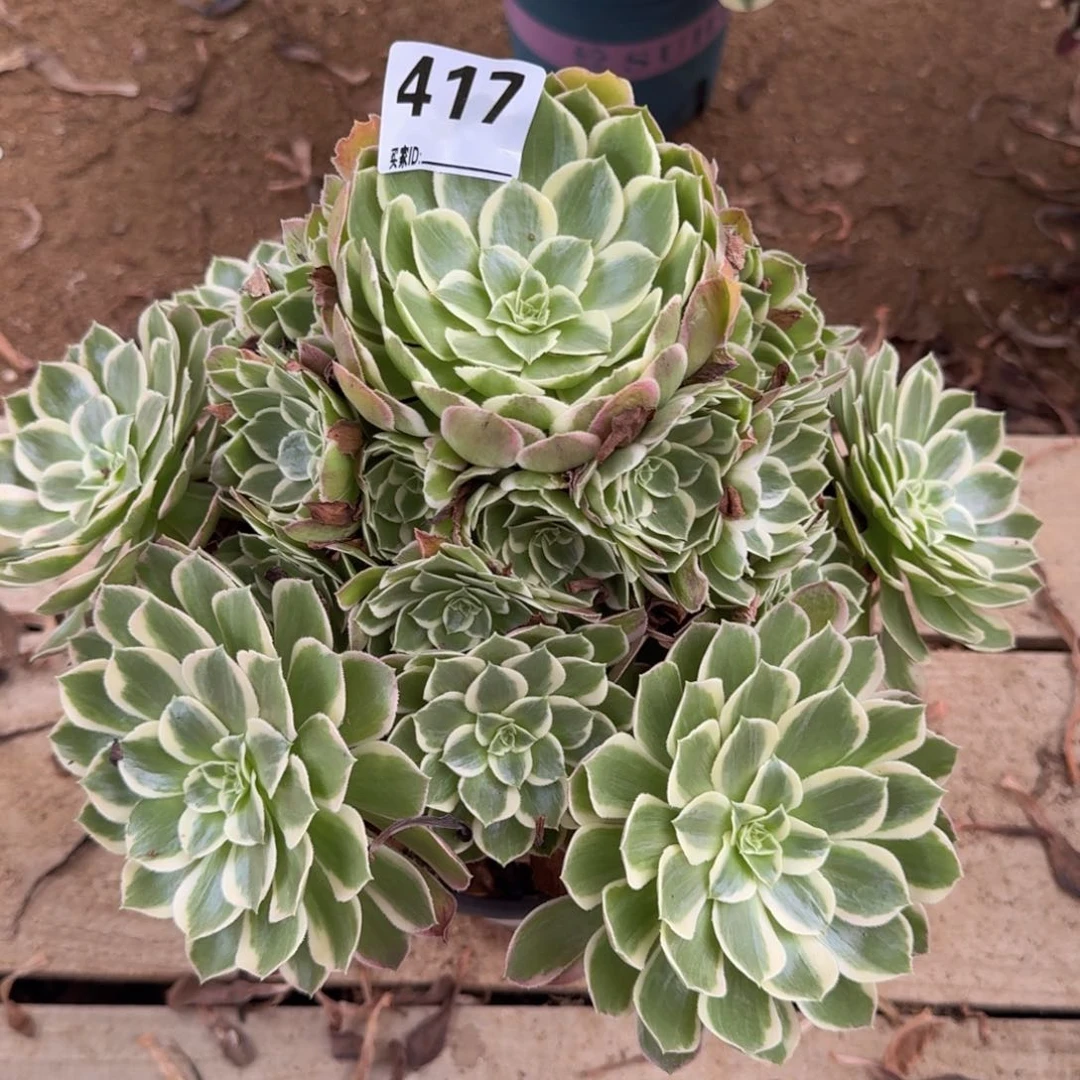 417孔雀多肉植物