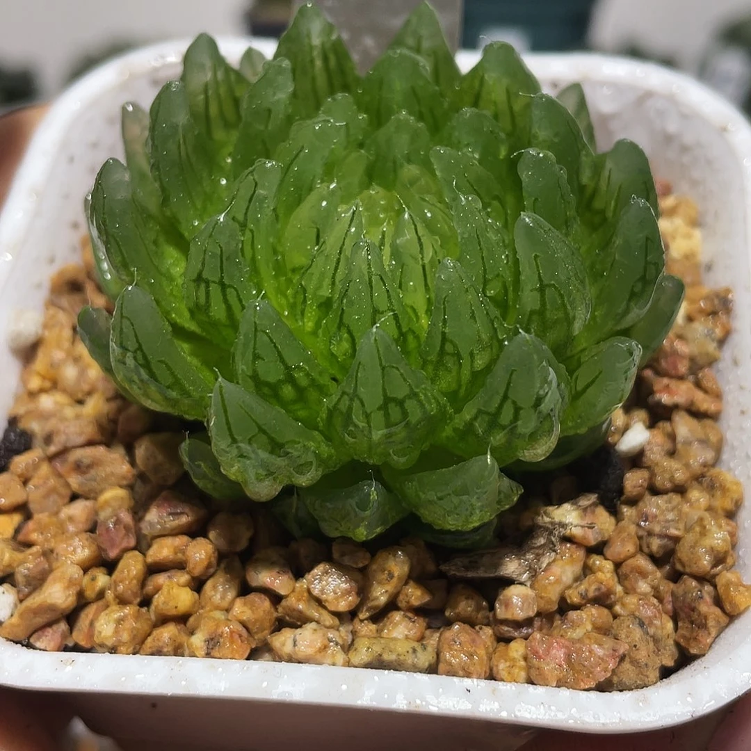 万象盆樱变女神多肉