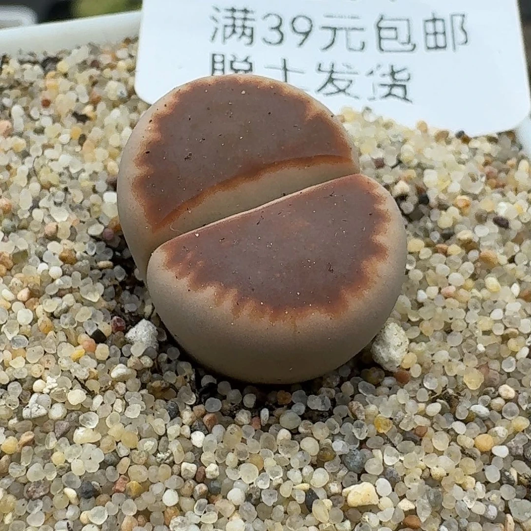 264多肉哈哈哈哈哈哈干