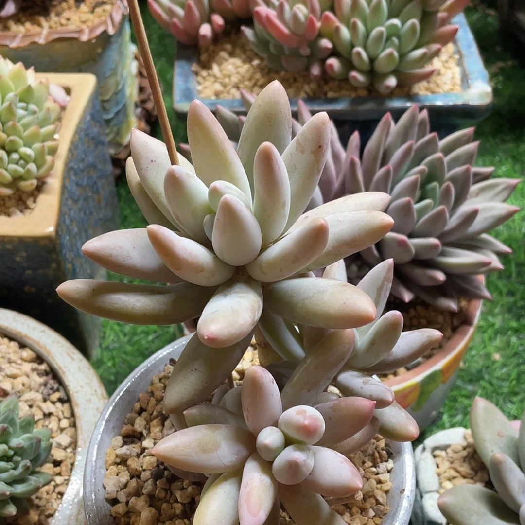 多肉植物的生长发育规律