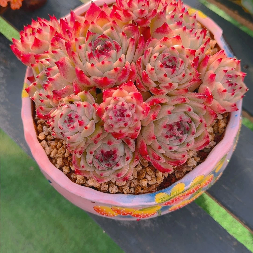 s****1阿波罗精品老桩多肉