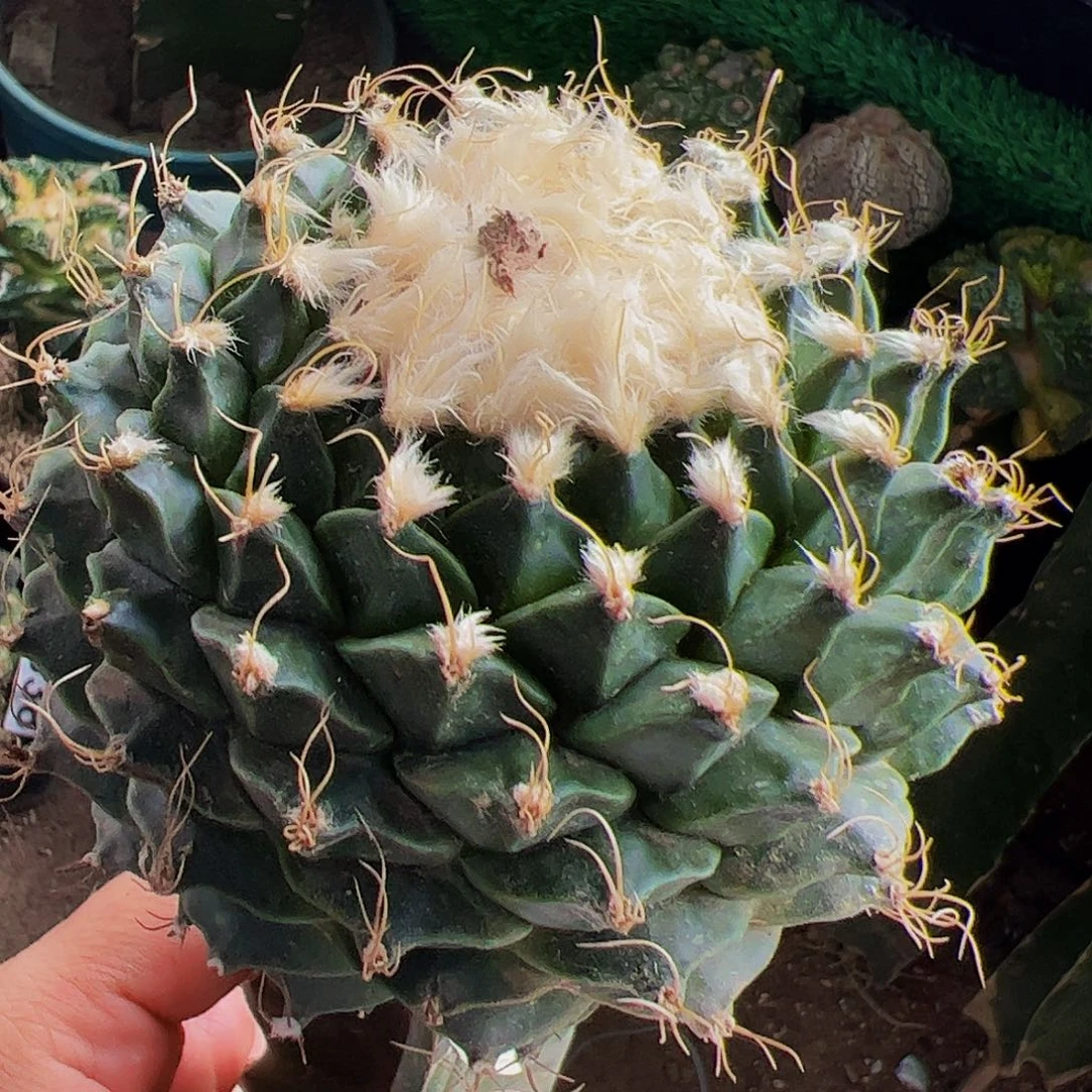 无花朵帝冠仙人球297