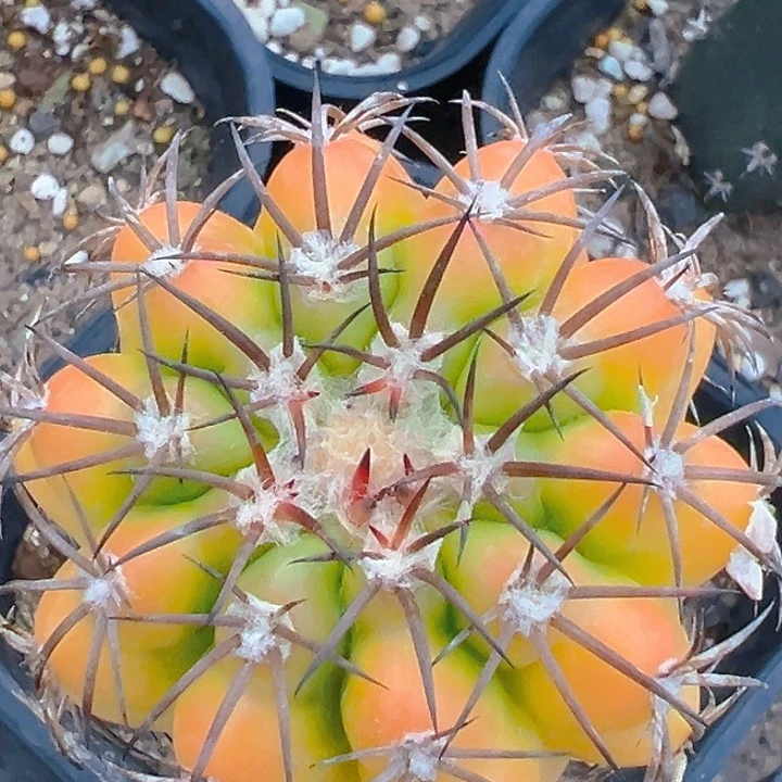 圆盘玉锦。 苗接。