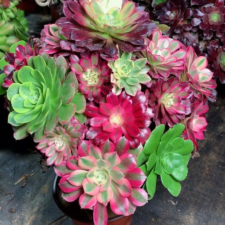 54嫁接多肉111111