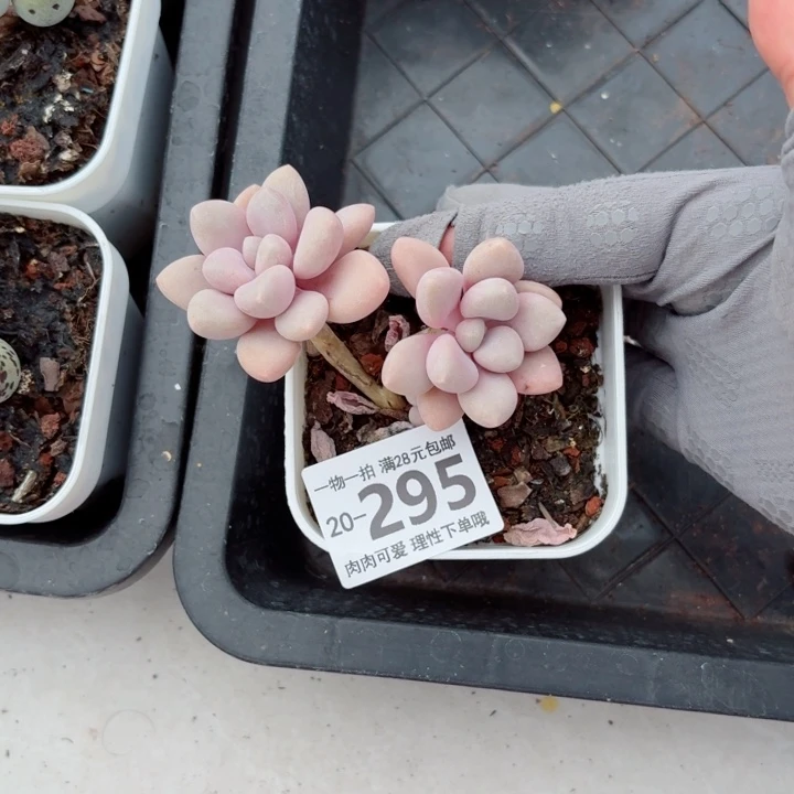 艾伦多肉多肉多肉植物多肉