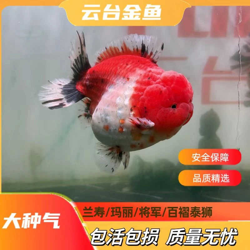 鱼小圈优选高货兰寿泰狮（颜色，品相以直播为准）