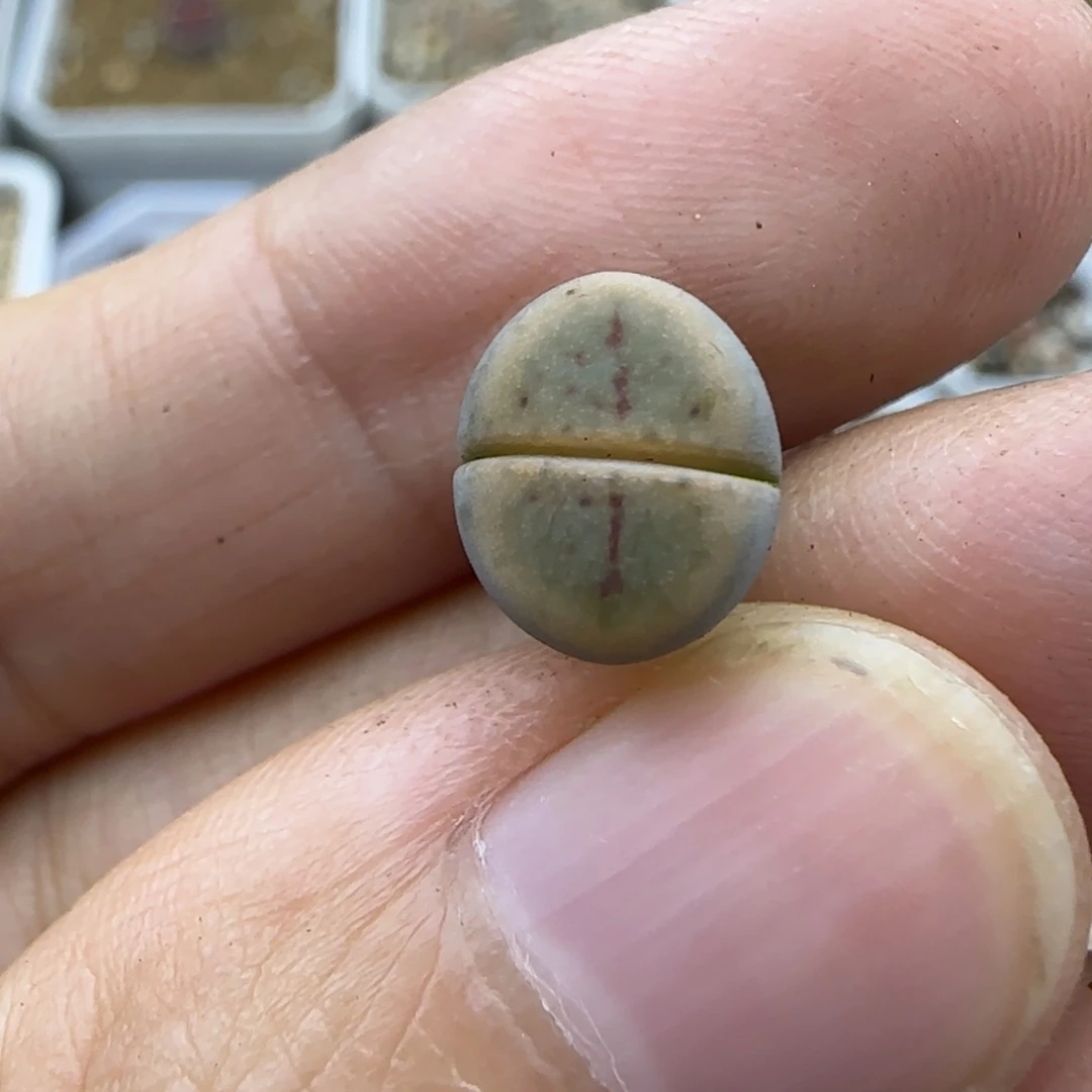 683二蜕小个子清框福利30包邮