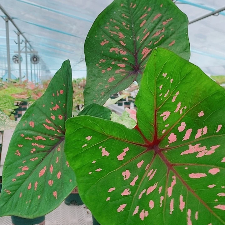 不开花植物丹霞绿。 1508