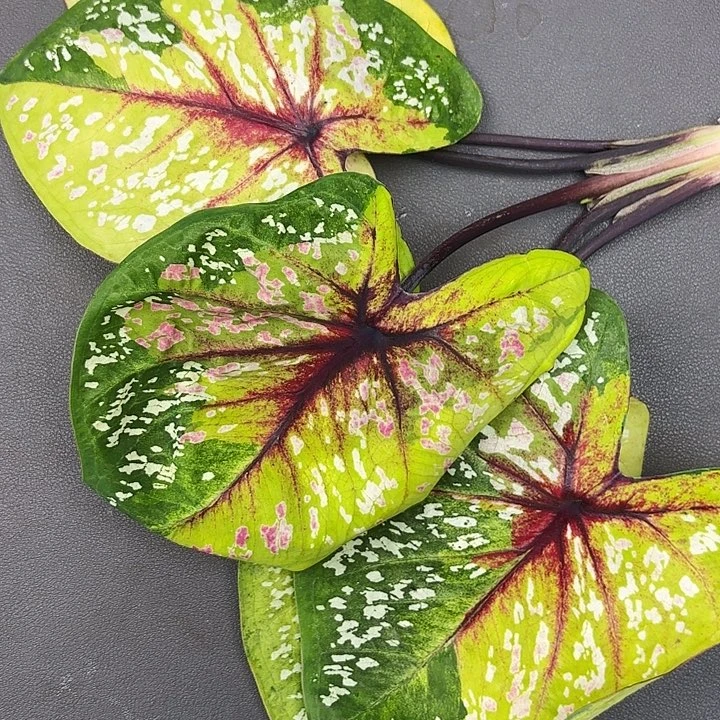 六***六116-0713野蜂飞舞现货发