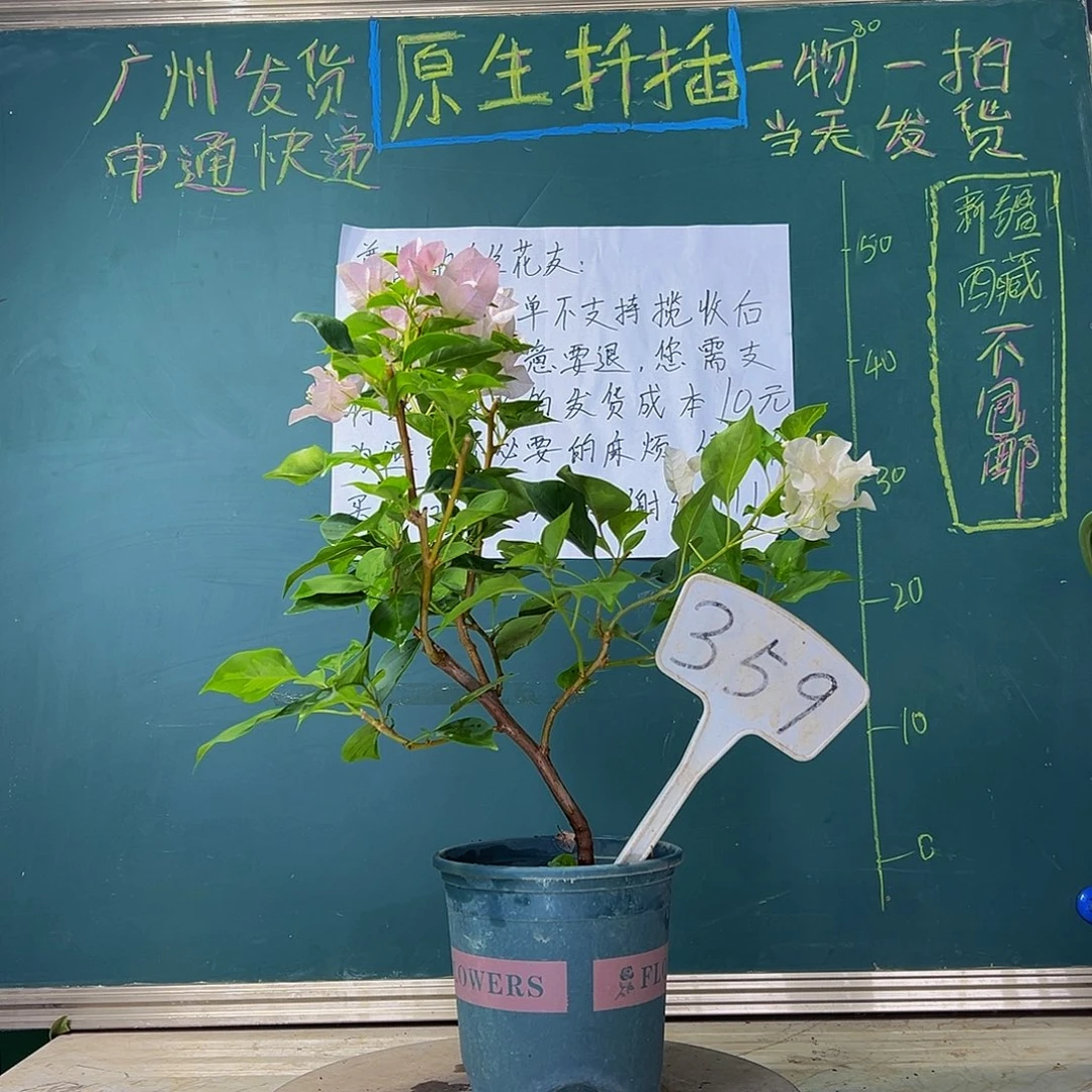 当前无花栽培后可以开花 弯杆 暗斑丽人  359