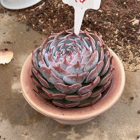 44皮卡丘一个脱土多肉