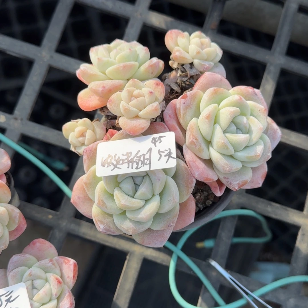 ?****哆咪五月冰玉5头