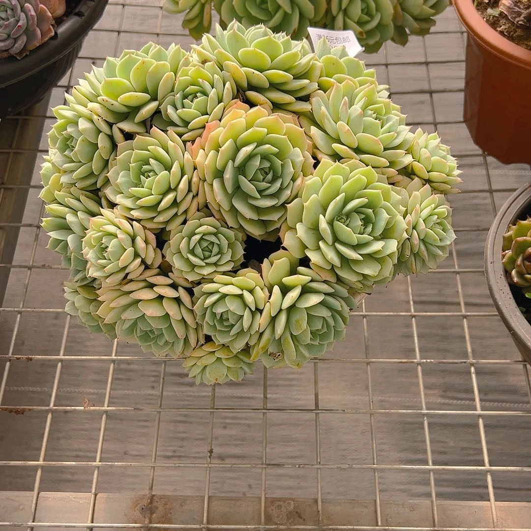 迷***兔2892静月多肉植物多肉