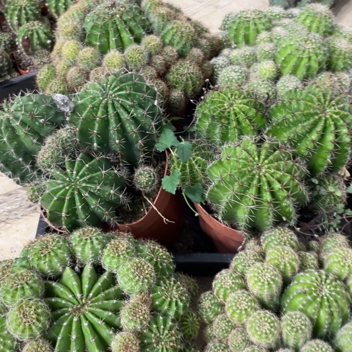 超大群实生德系彩草一杯