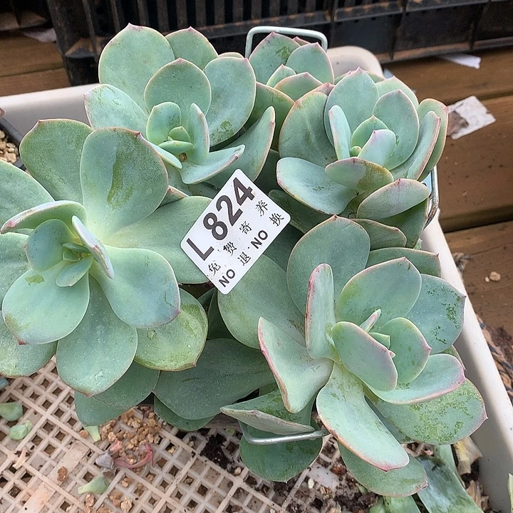 白凤朵朵大长腿 多肉植物 9.28号发
