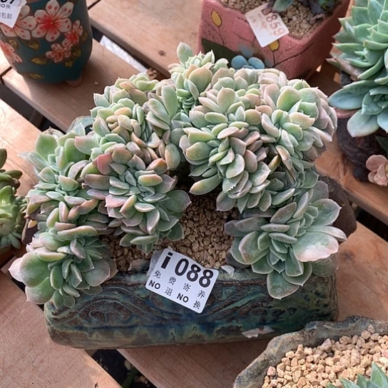 哈利沃森缀化088 亏本处理退款拉黑7-8天发