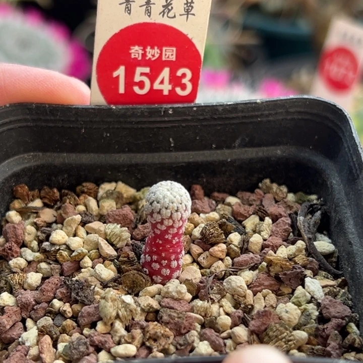 实生精巧殿锦0.8cm