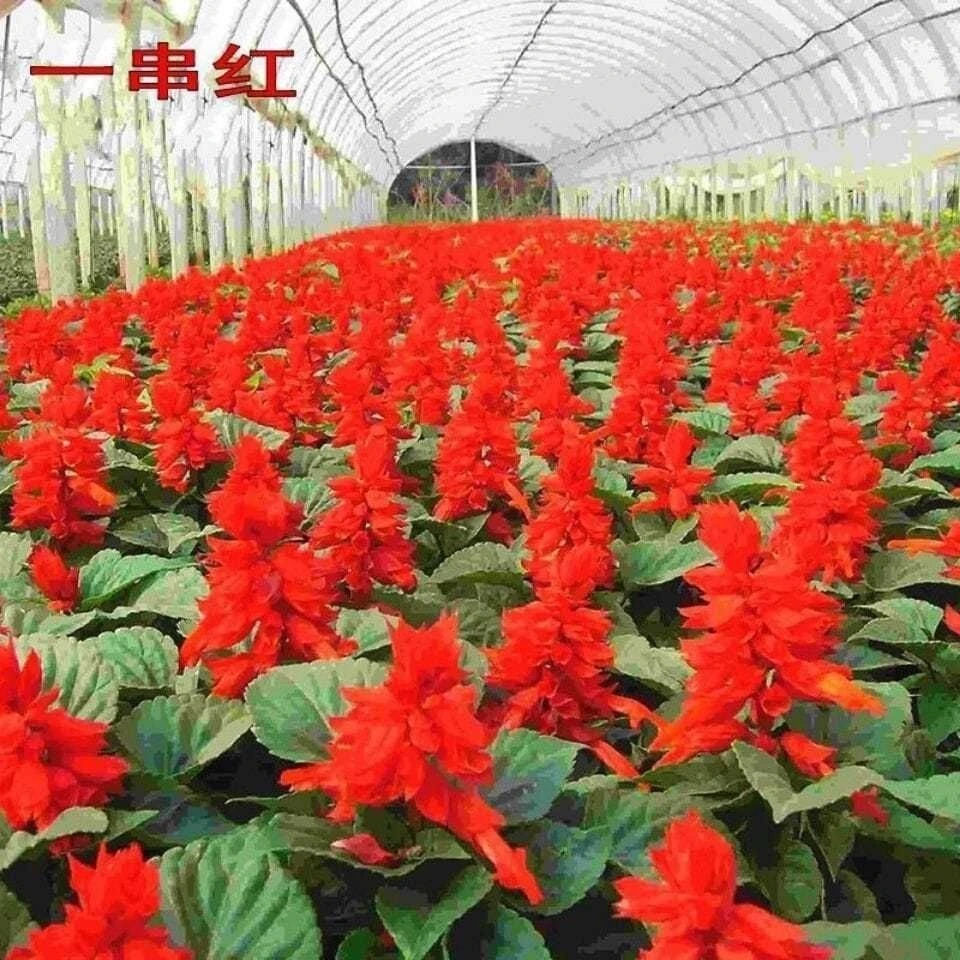 一串红种子矮杆高杆一串红花种籽观赏绿化花期长园林绿化花卉草籽