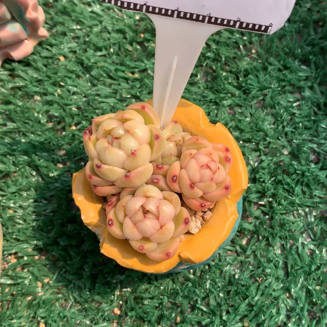 皮埃拉天使珍妮老桩自然群