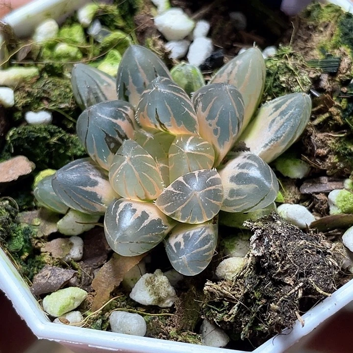 551糊斑霓虹燈錦一物一拍