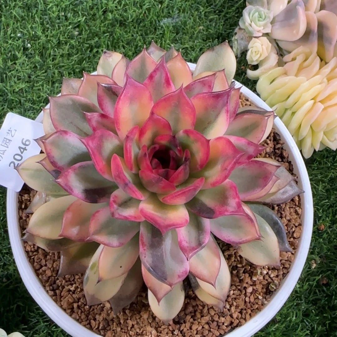 2046火焰山锦多肉植物