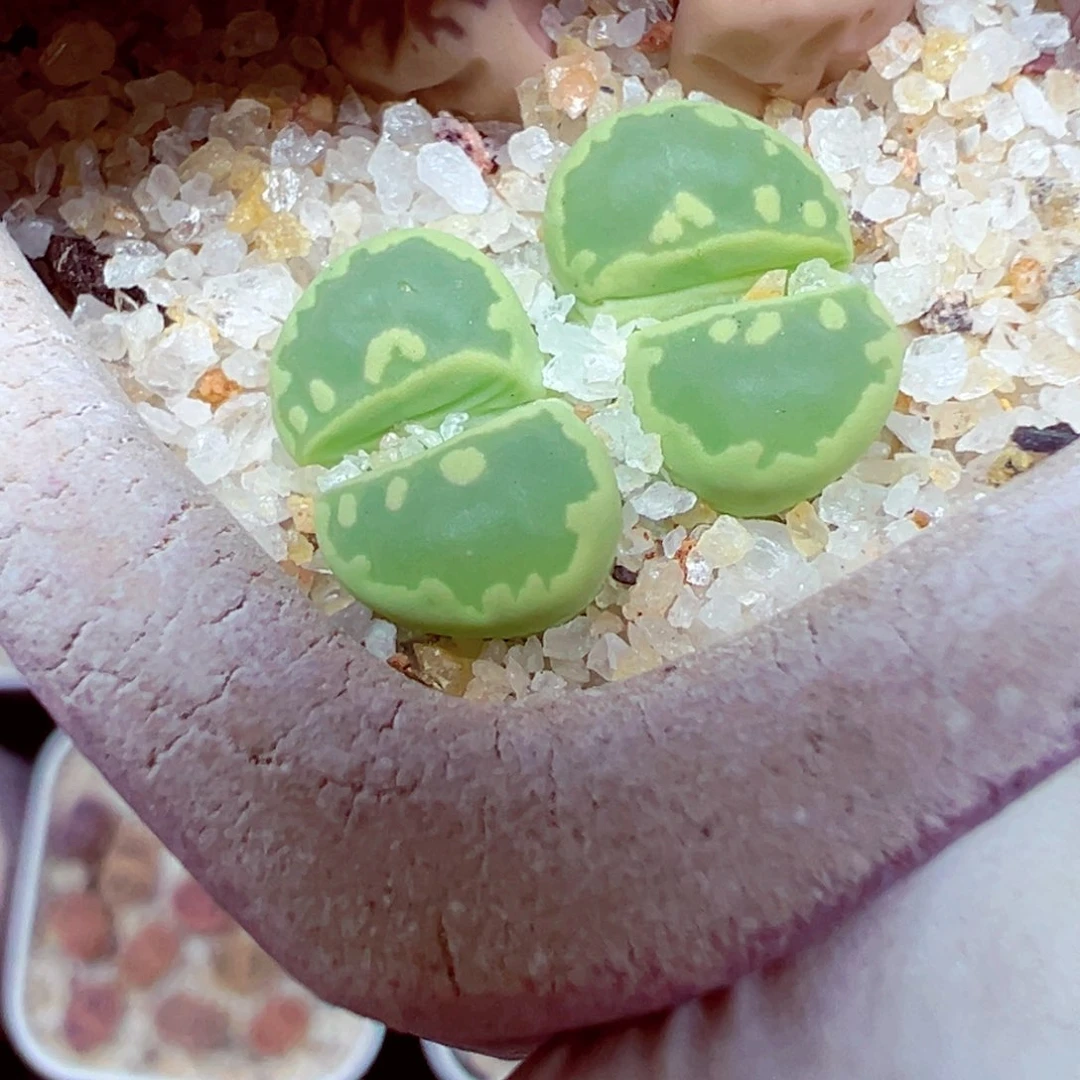 精致优秀的肉肉722-95