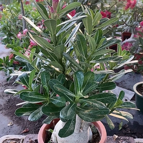 【闪购商品】无花朵小*