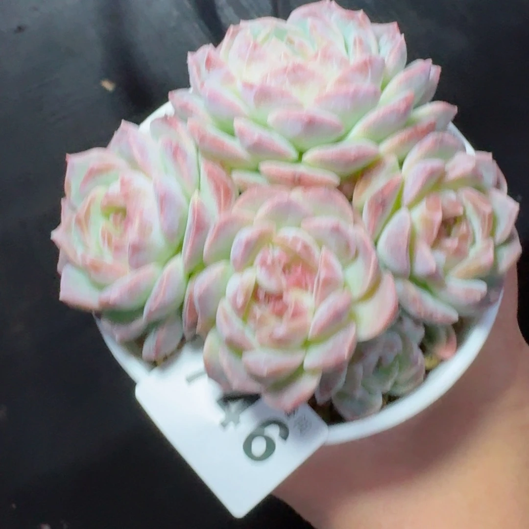 梦幻群生          摇身一变高富帅，一夜暴富动作快