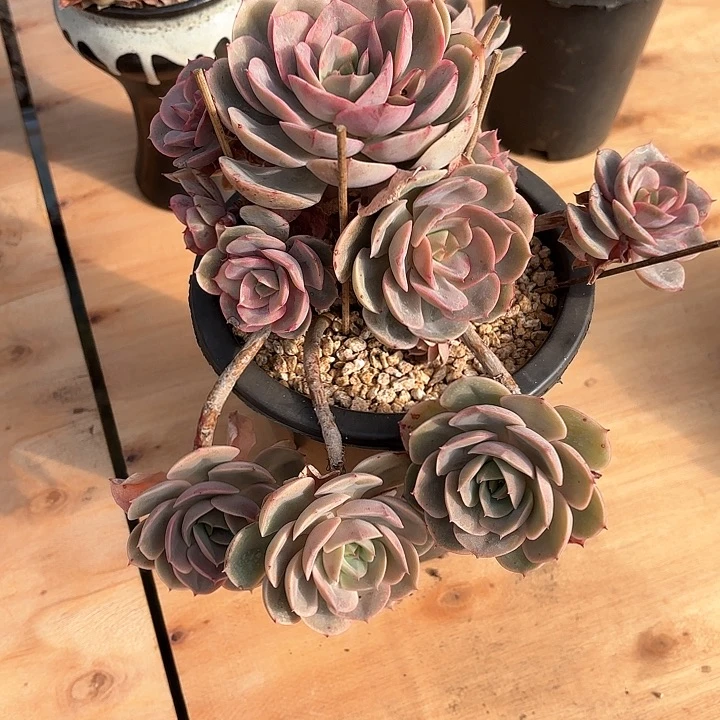 多肉植物，蓝色沧露