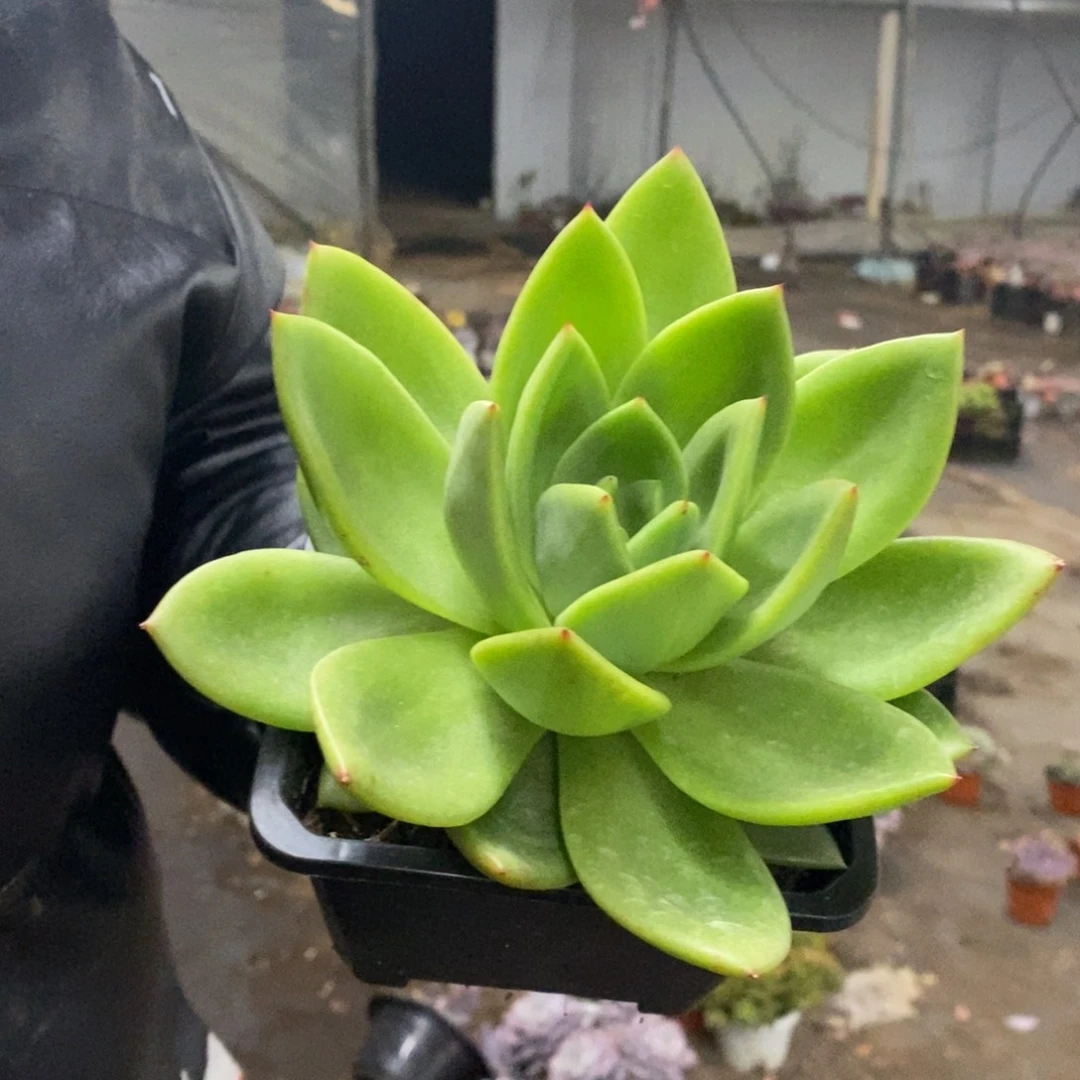 翠花大单头老桩多肉