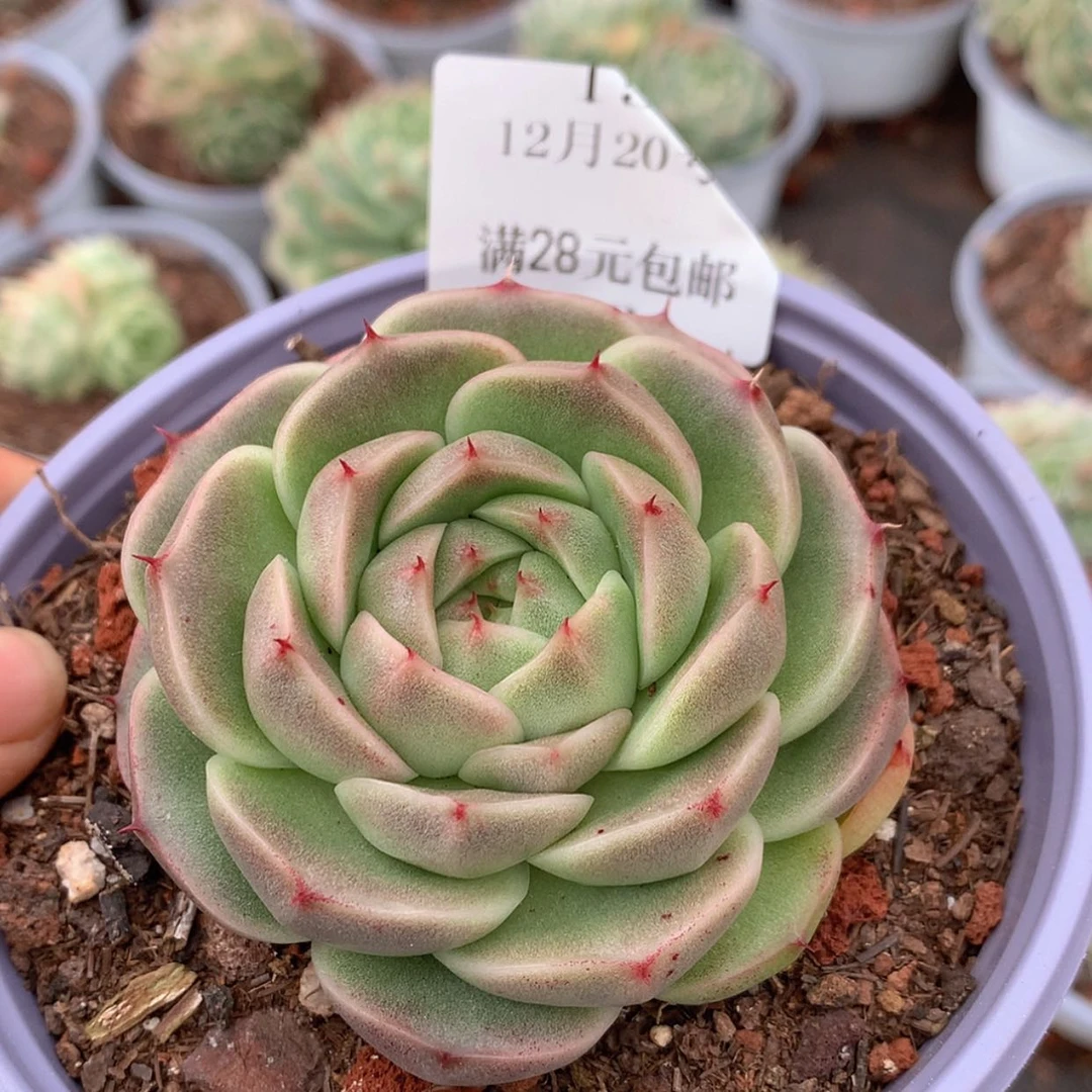 【闪购商品】云16号麦秆8厘米
