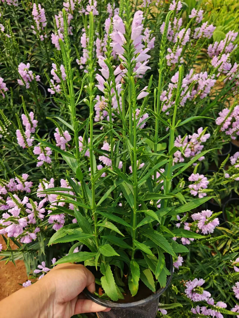 多年生耐寒耐热粉花假龙头花一加仑阳台草本绿植花卉
