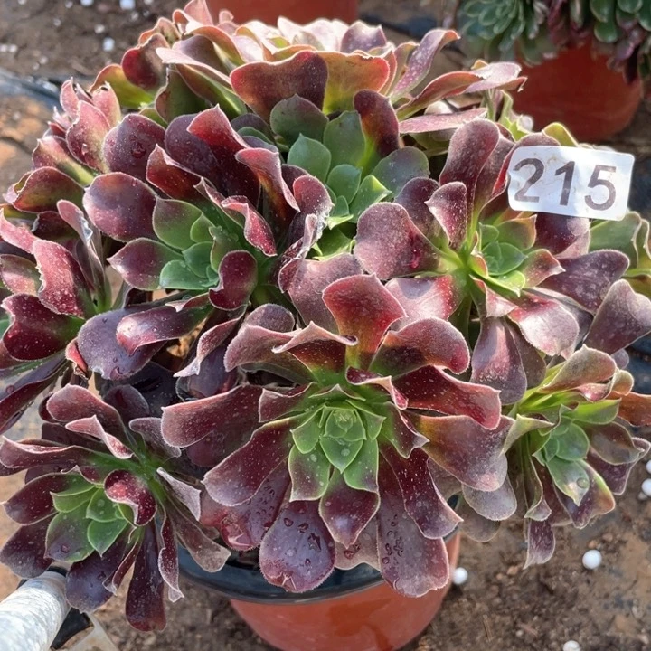 215多天肉植物欧紫有断枝