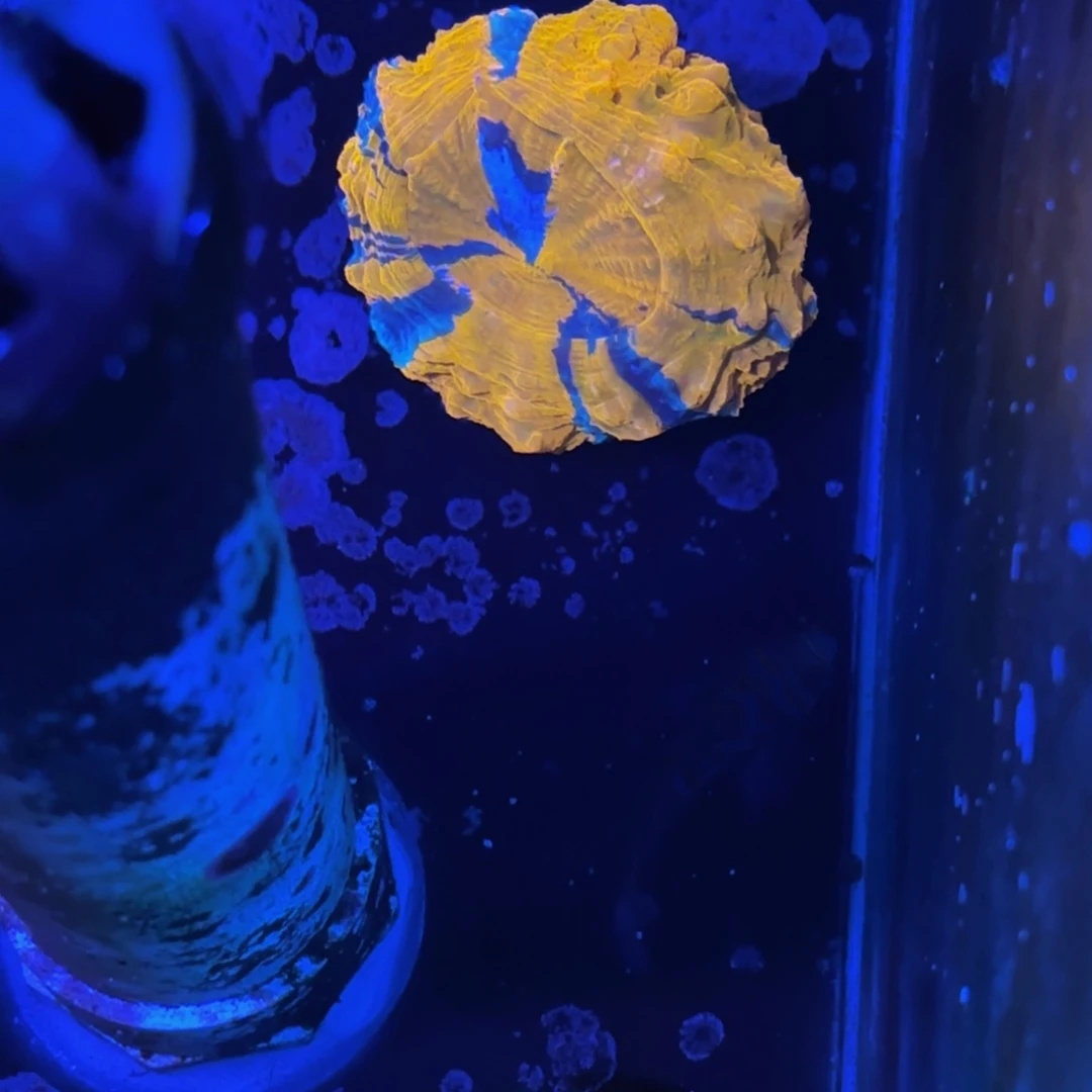 ？**？万鱼来朝海水观赏