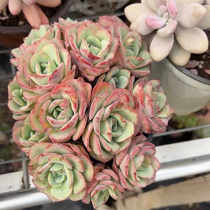 奶油黄桃多肉植物精品