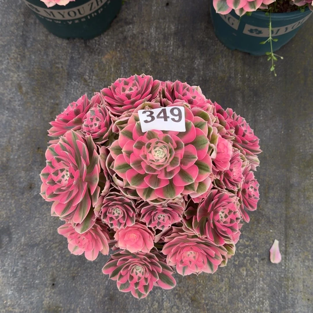 《*》349！粉女巫法师多肉